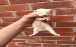 Ferret rodents for sale: Working ferrets and kits for sale  - Image 3