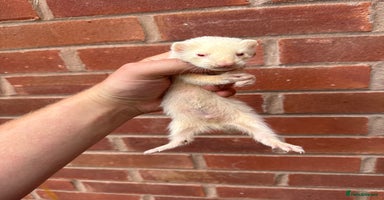 Ferret rodents - Advert 9
