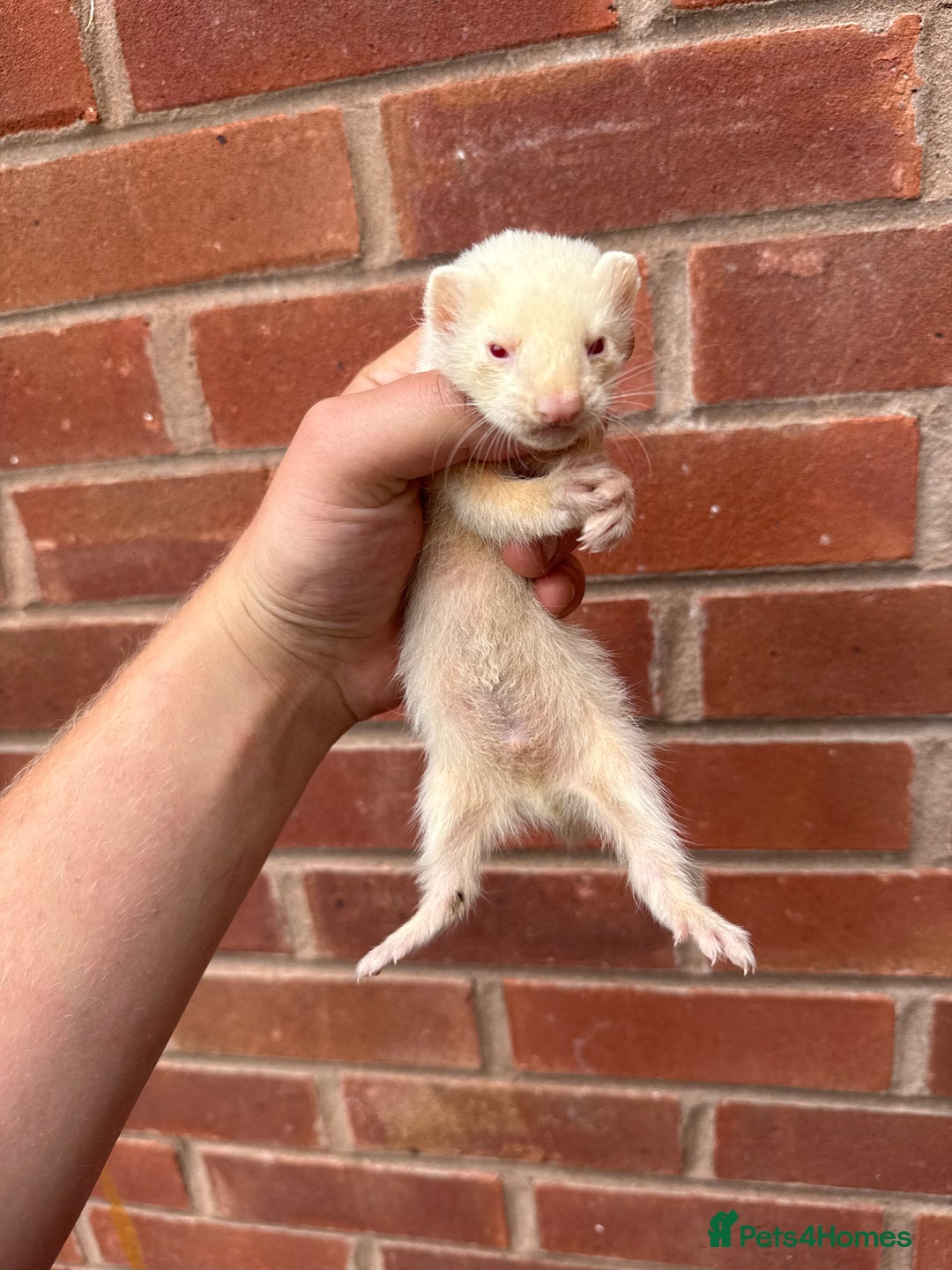 Ferret rodents for sale: Working ferrets and kits for sale  - Image 3