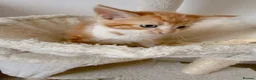 Mixed Breed cats for sale: Fiji, Ginger and white male kitten - Advert 10