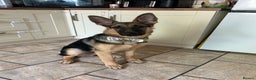 German Shepherd dogs for sale: Male 7 month GSD - Advert 4