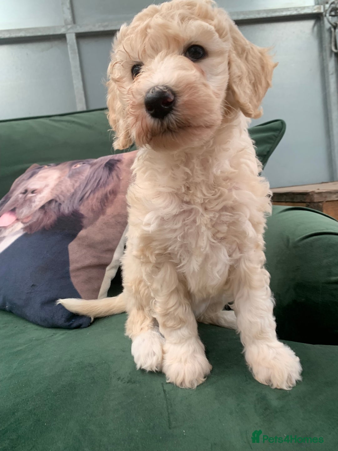 Sheepadoodle dogs for sale: Sheepadoodle Standard Size F1b READY NOW - Image 22