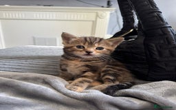 American Bobtail cats for sale: American bobtail / tortoise shell - Image 6