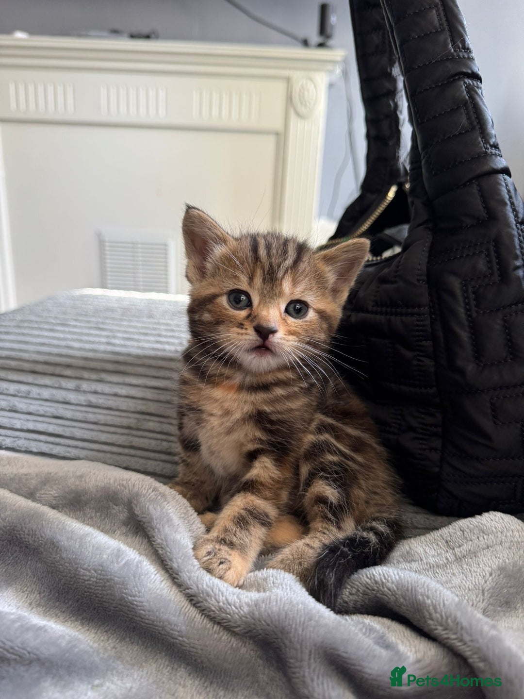 American Bobtail cats for sale: American bobtail / tortoise shell - Image 6