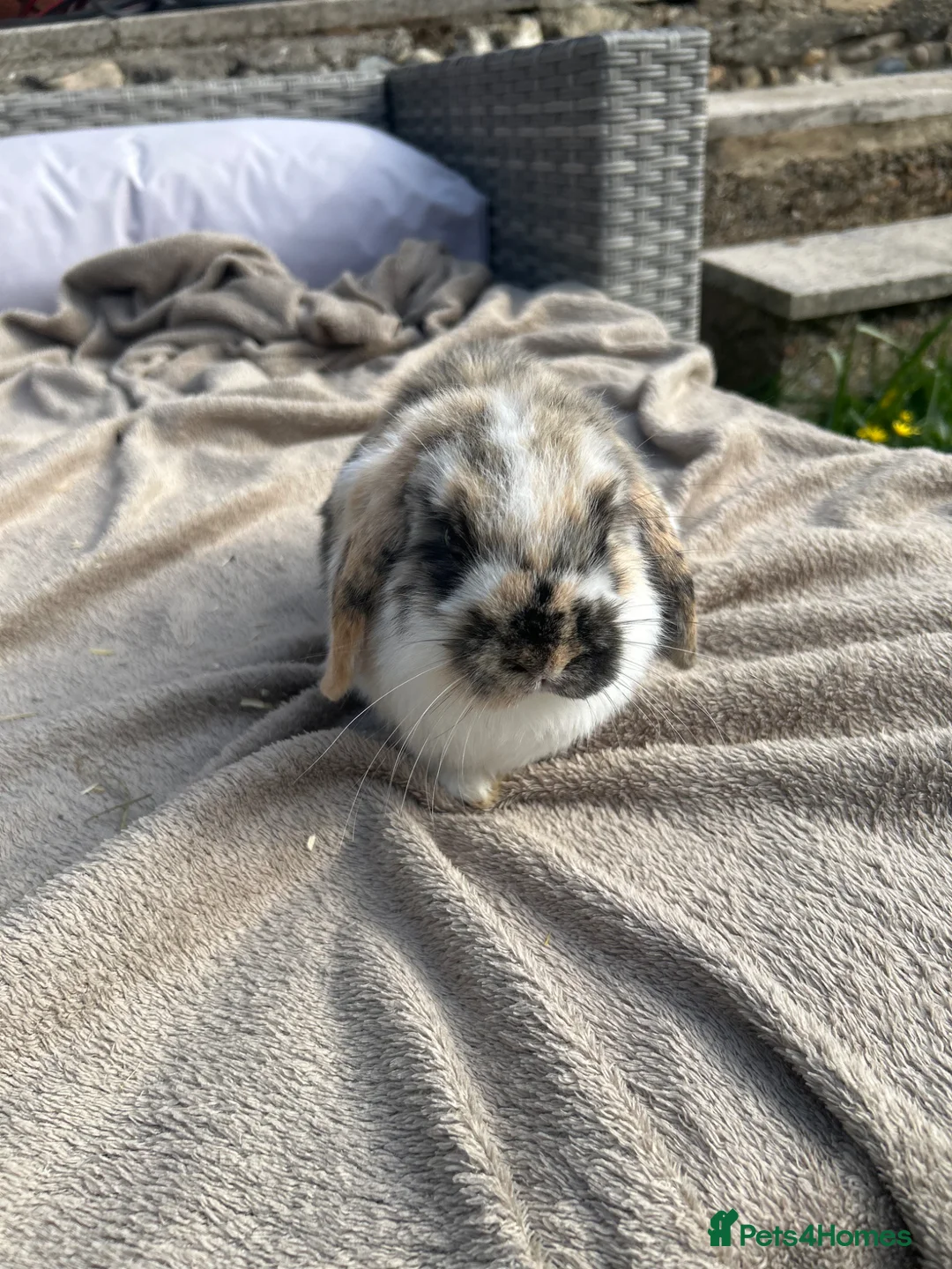 Mini Lop rabbits for sale: Beautiful mini lop baby rabbits  - Advert 3
