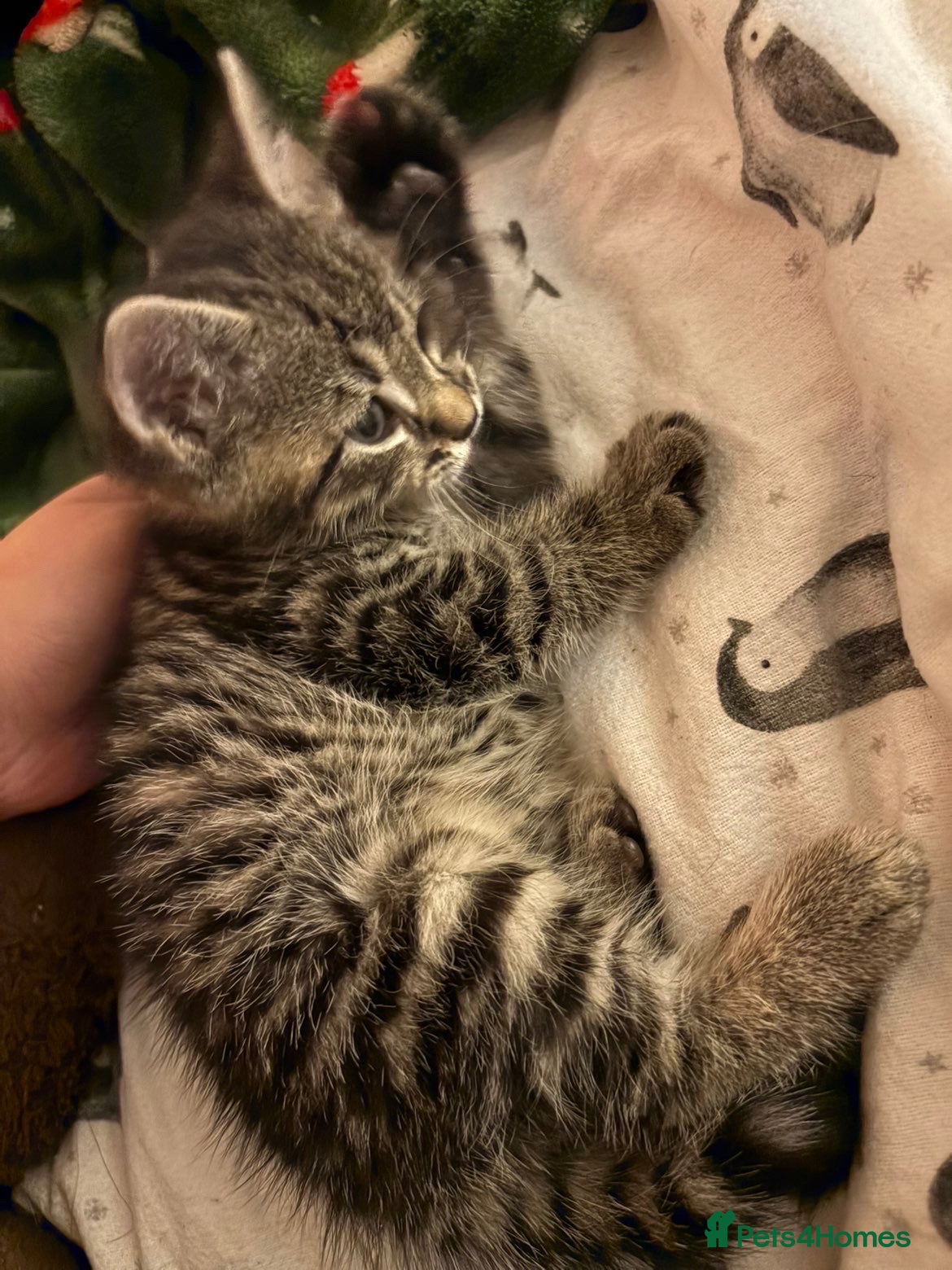 Mixed Breed cats for sale: Kittens in need of urgent homes  in Rotherham - Advert 7