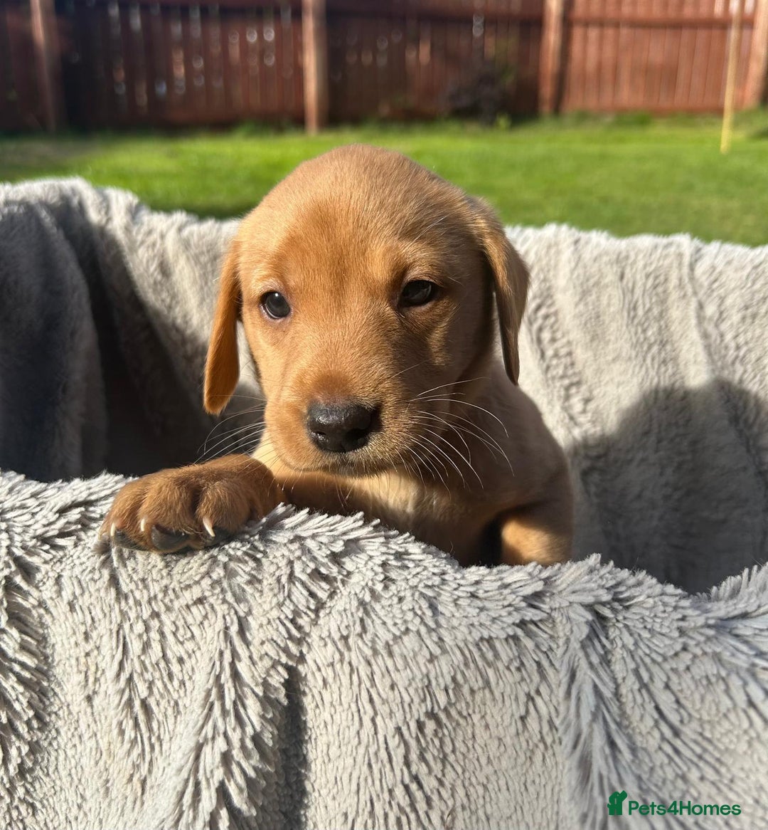 Labrador Retriever dogs for sale: Beautiful litter of KC labrador puppies  - Image 7