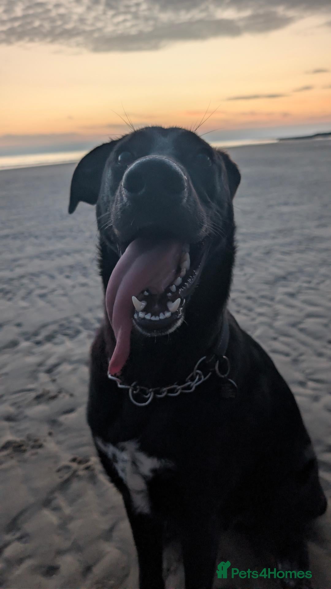 Mixed Breed dogs Ozzy - my best bud - Advert 5