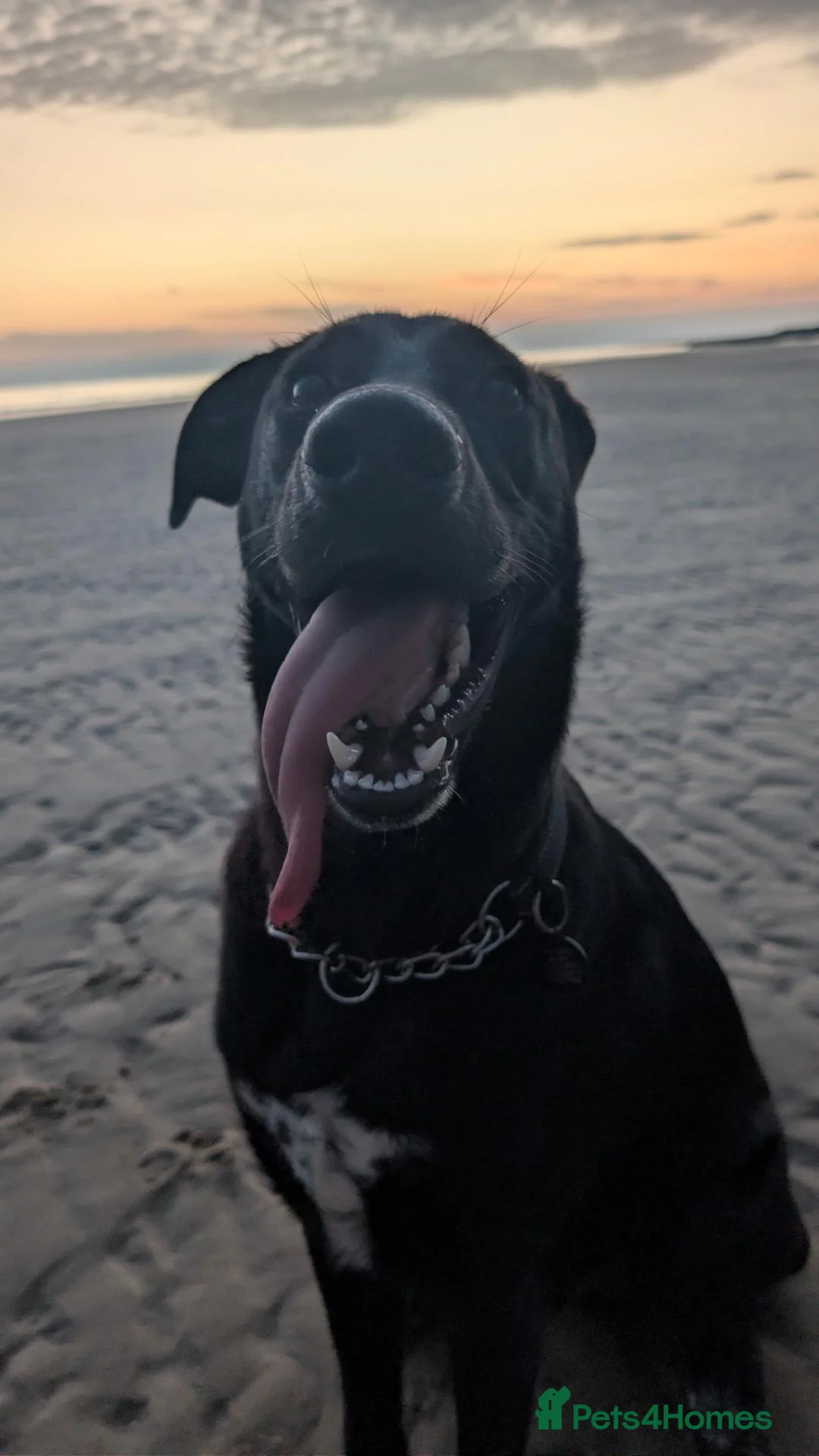 Mixed Breed dogs for sale: Ozzy - my best bud - Advert 1