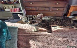 Mixed Breed cats for sale: Kittens for sale - Image 5