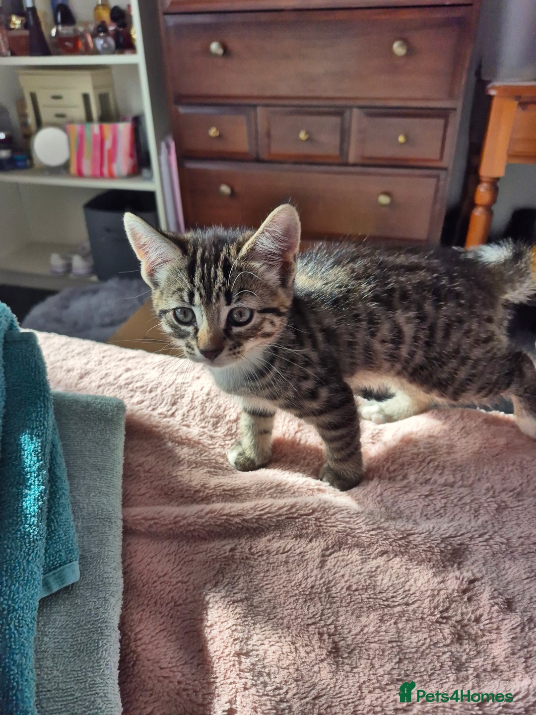 Mixed Breed cats for sale: Kittens for sale - Image 5