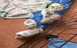 Ragdoll cats for sale: Ragdoll kittens - please read advert  - Image 4