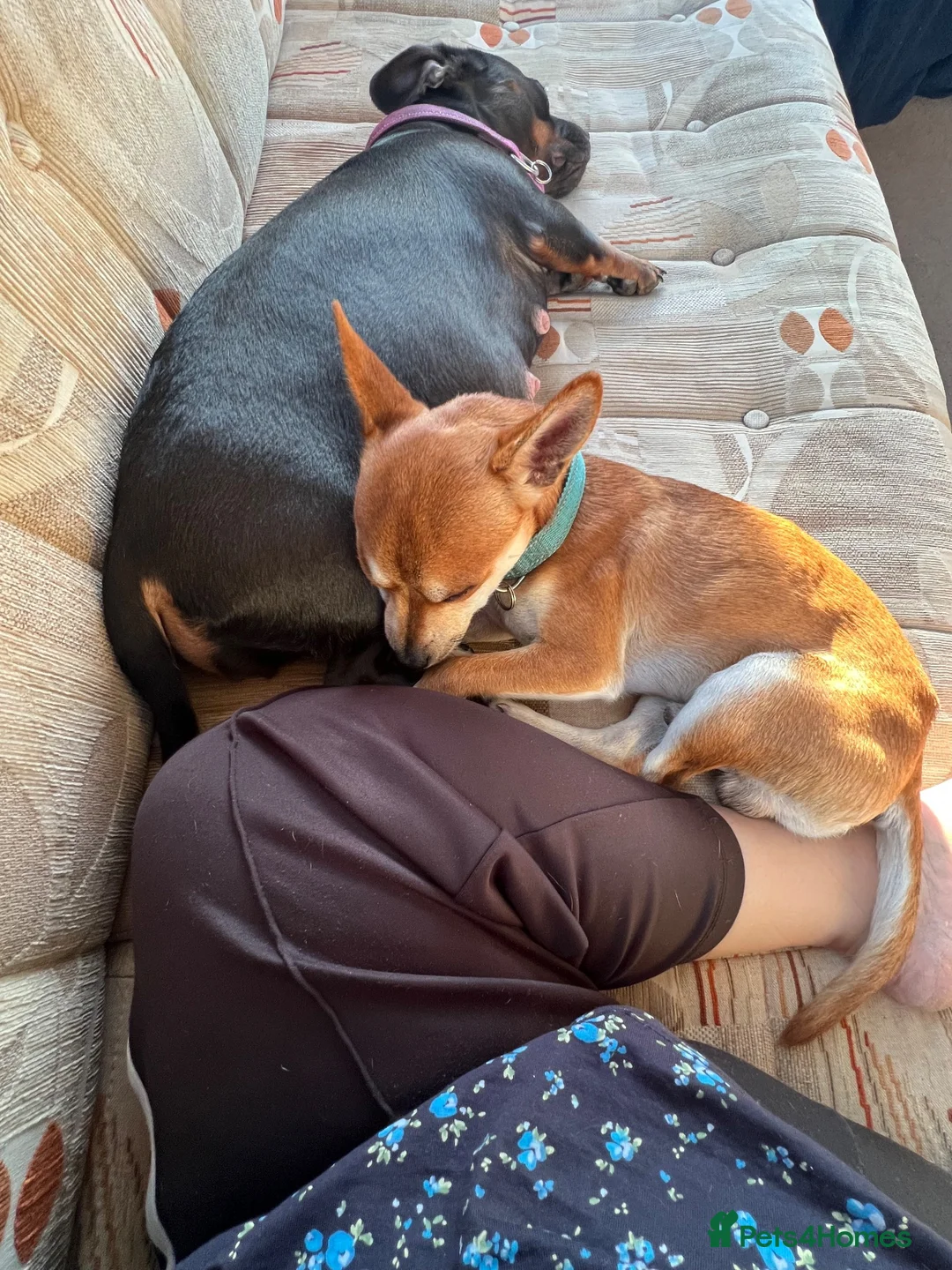 Chiweenie dogs for sale: 8 beautiful chiweenie‘s for sale - Advert 24