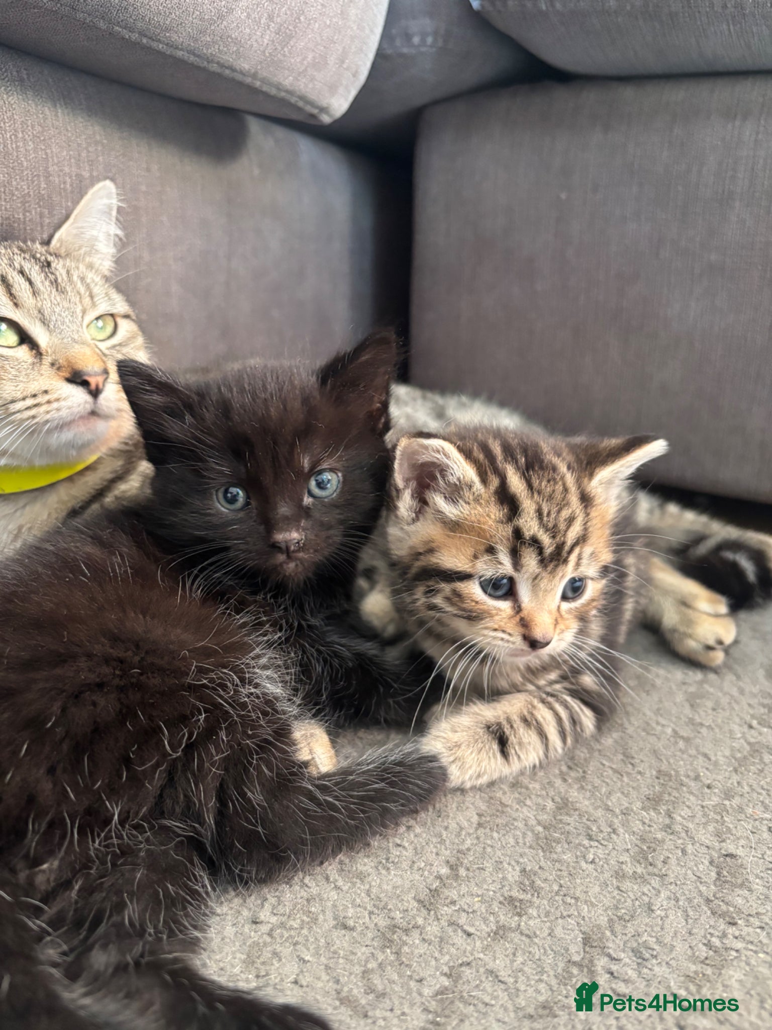 Mixed Breed cats 2 kittens for sale  - Advert 4