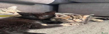 Mixed Breed Kitten 1