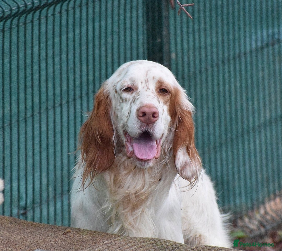 English Setter dogs for adoption: Aramis - Advert 1