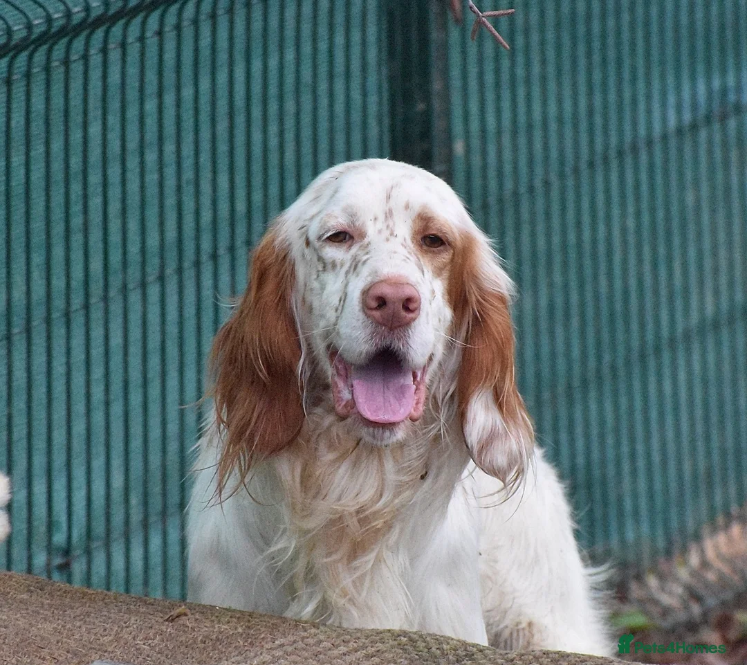 English Setter dogs for adoption: Aramis - Advert 1
