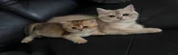 British Shorthair cats for sale: British Shorthair Black Golden (GCCF Pedigree) in Manchester - Advert 4