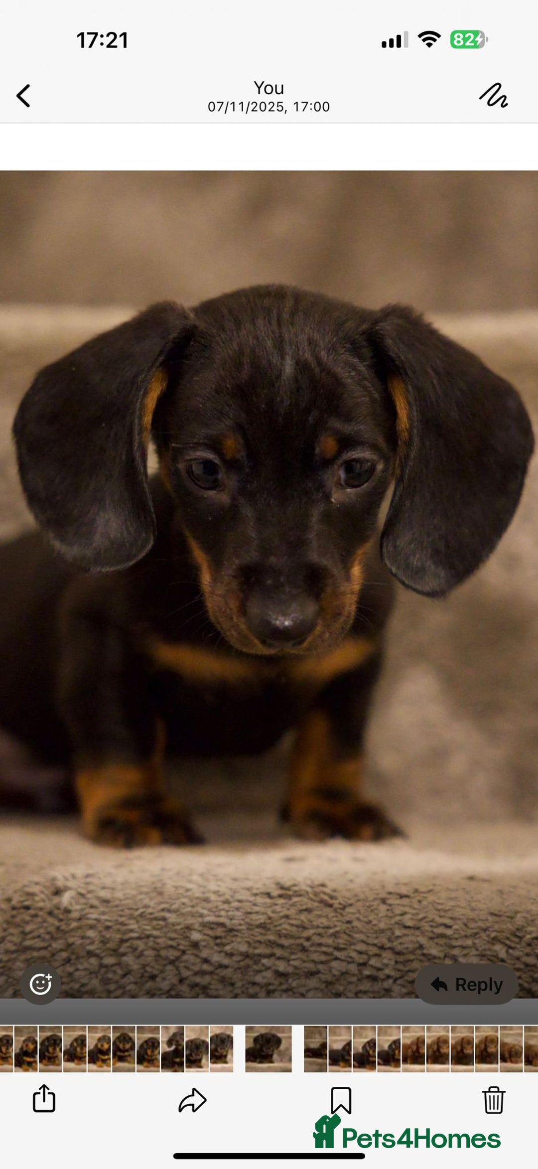 Dachshund dogs for sale: Dachshund boy pure breed stunning - Advert 12