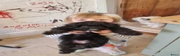 Mixed Breed dogs for sale: Shihpoo pups  in Derby - Advert 10
