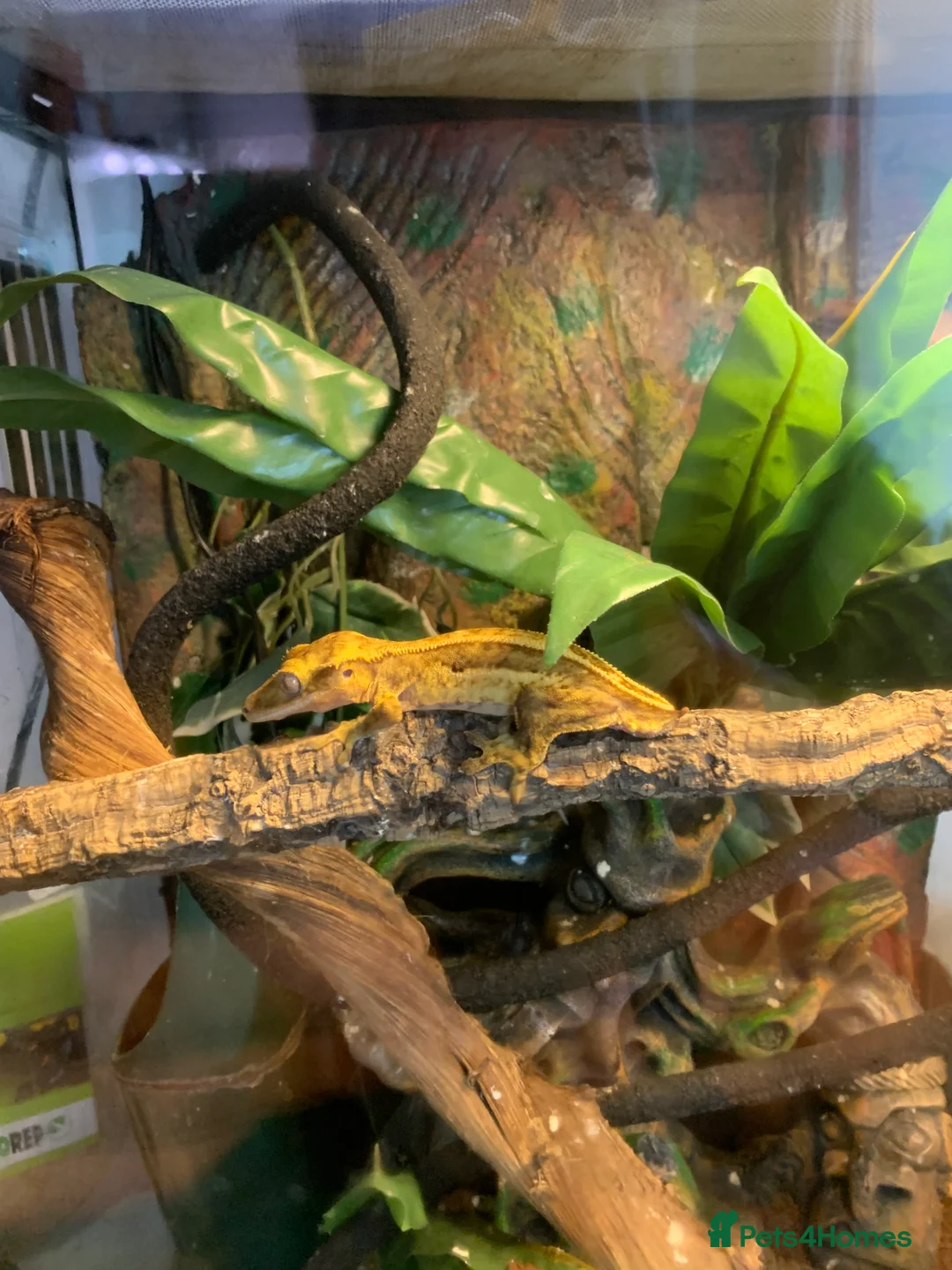 Gecko reptiles for sale: Breeding pair of geckos  - Advert 2