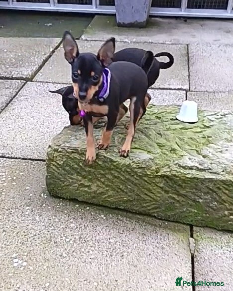 Miniature Pinscher dogs Beautiful pure bred miniature pinscher puppies  - Advert 1