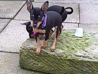 Miniature Pinscher dogs Beautiful pure bred miniature pinscher puppies - Advert 6