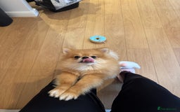 Pomeranian dogs for sale: Happy Pom Pom - Image 3