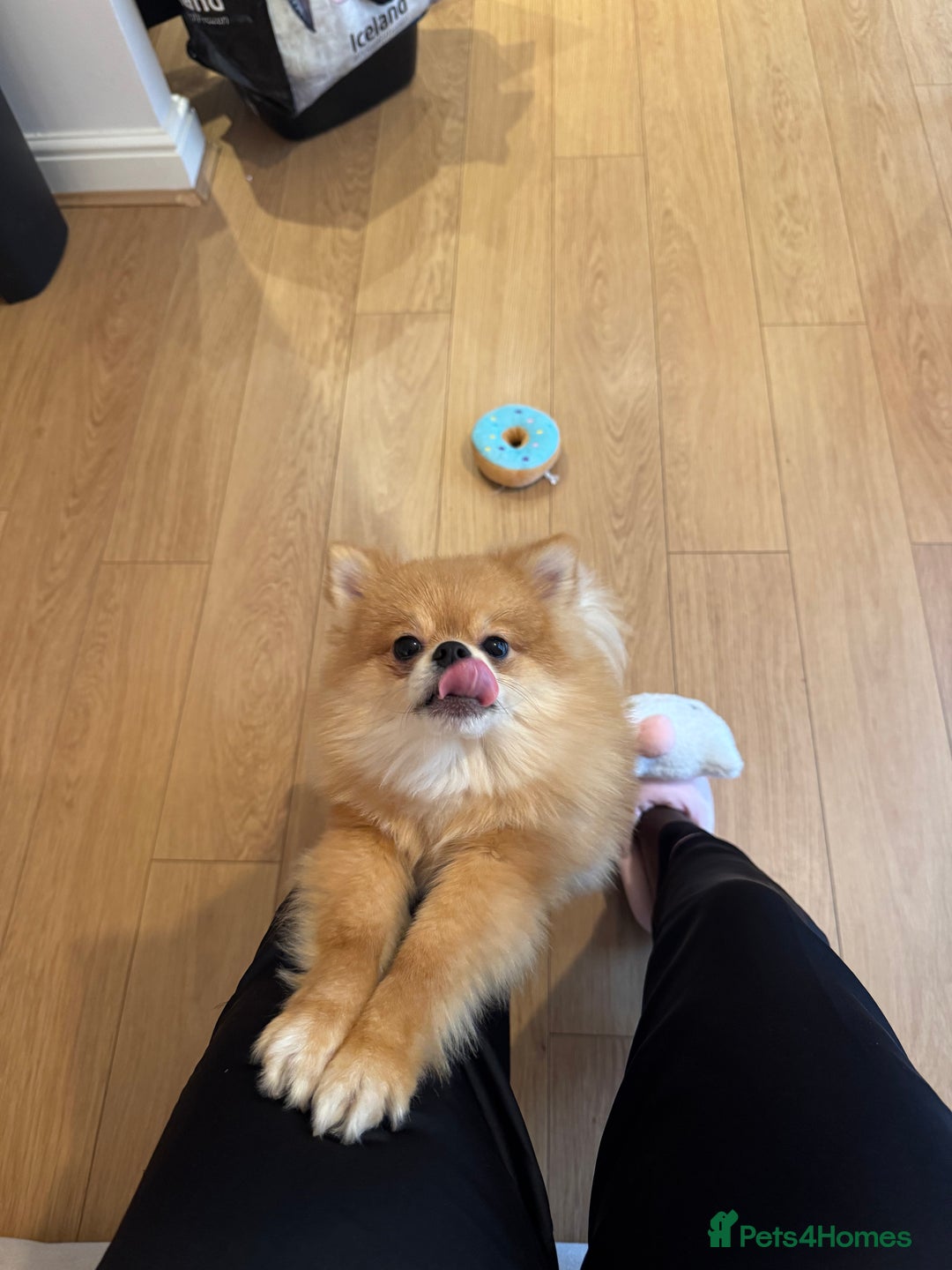 Pomeranian dogs for sale: Happy Pom Pom - Image 3