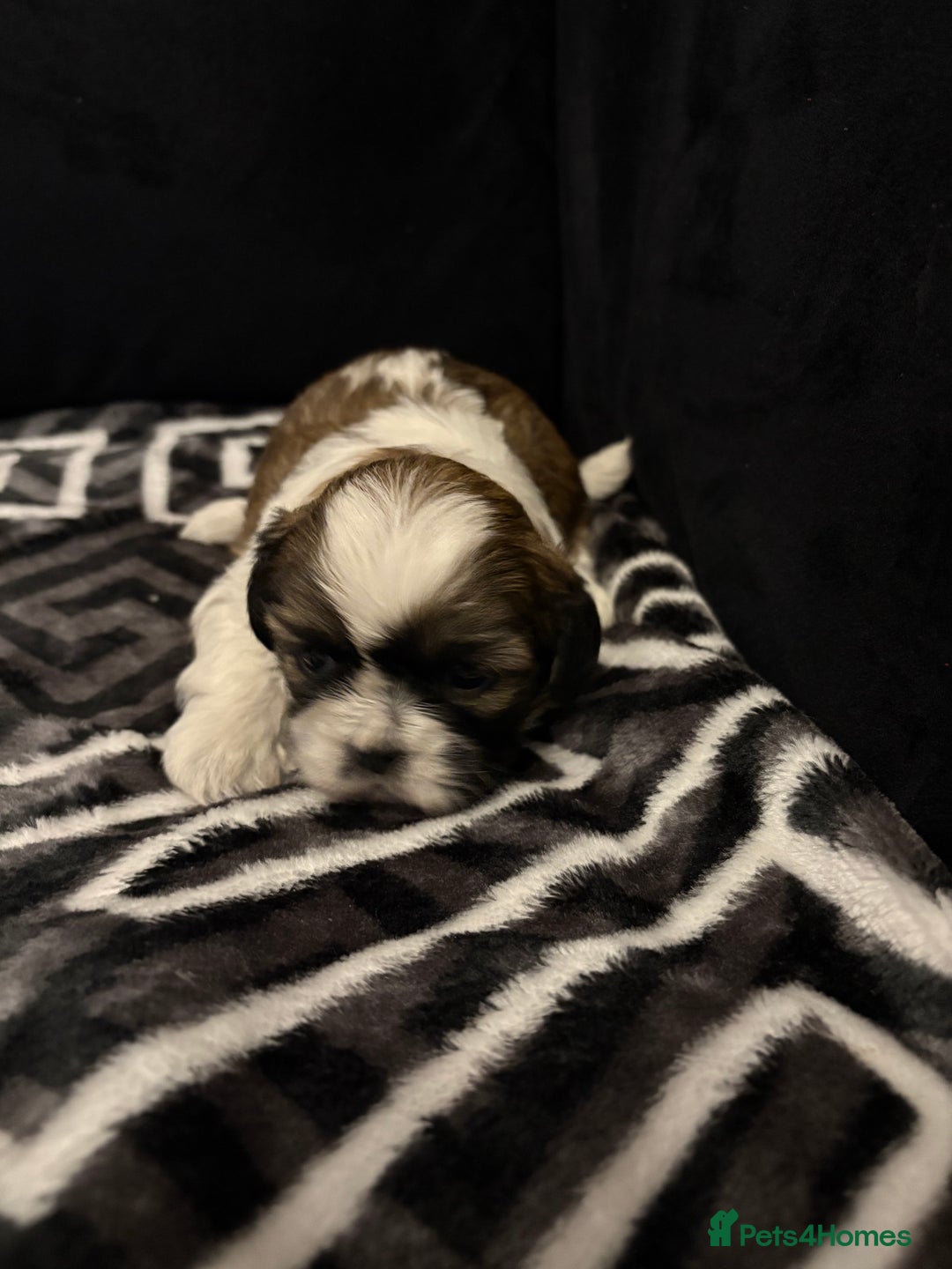 Shih Tzu dogs for sale: 2 female Shih Tzu puppies  - Advert 19