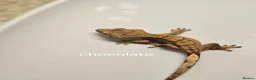 Gecko reptiles for sale: Baby Crested Geckos  - Advert 2