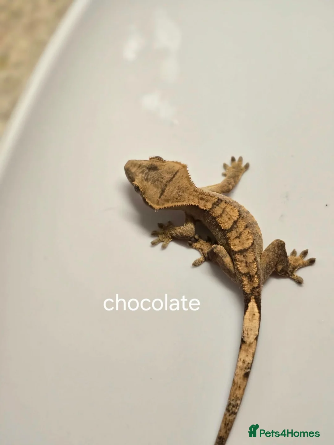 Gecko reptiles for sale: Baby Crested Geckos  - Advert 2
