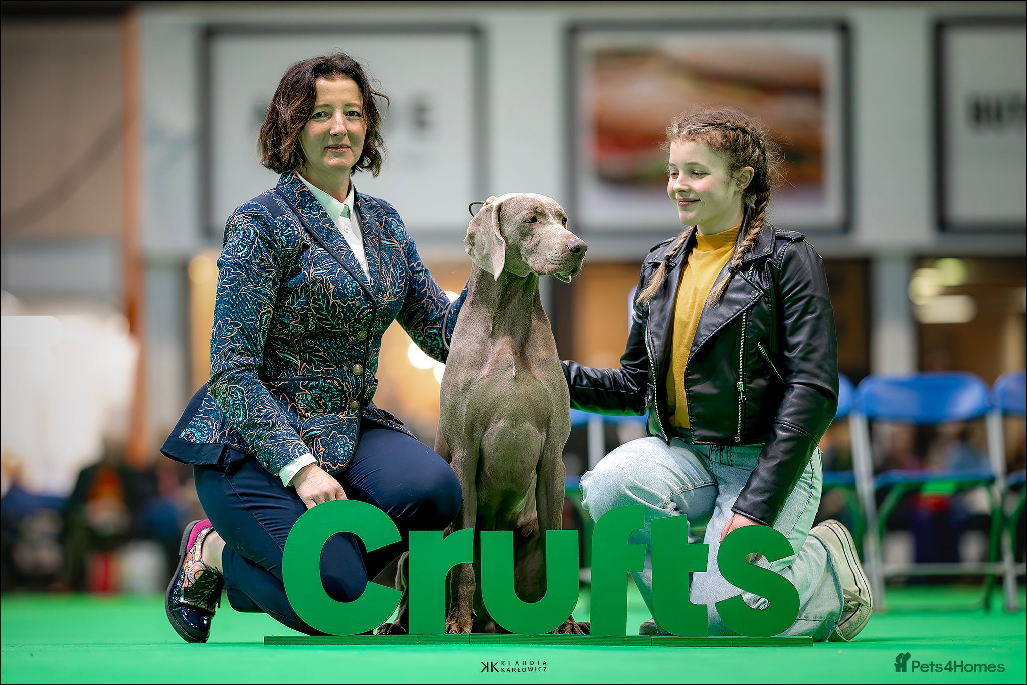Weimaraner dogs Braveheart Duma Kazana PROVEN STUD DOG   - Advert 11