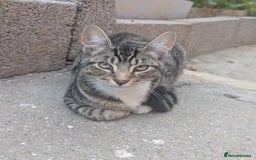 Domestic Shorthair cats for sale: Playful 4-Month-Old Kitten - Image 3