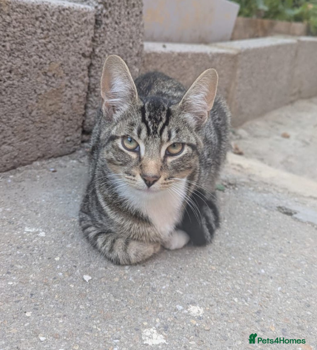 Domestic Shorthair cats for sale: Playful 4-Month-Old Kitten - Image 3