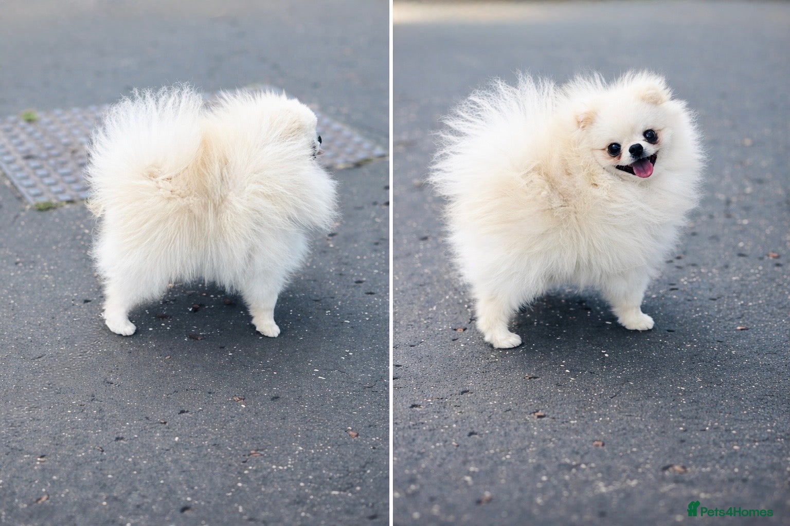 Pomeranian dogs Tiny White/cream Teddy Pomeranian stud  - Advert 1