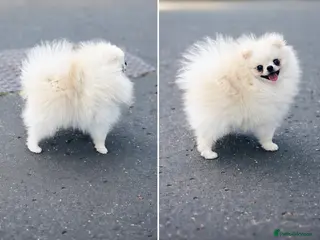 Pomeranian dogs Tiny White/cream Teddy Pomeranian stud - Advert 1