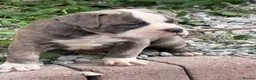 Olde English Bulldogge dogs for sale: Olde English bulldogge f2 - Advert 10