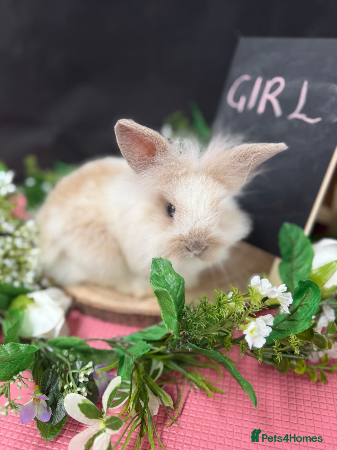 Mini Lion Lop rabbits for sale: Baby mini lion lops AVAILABLE - Image 7