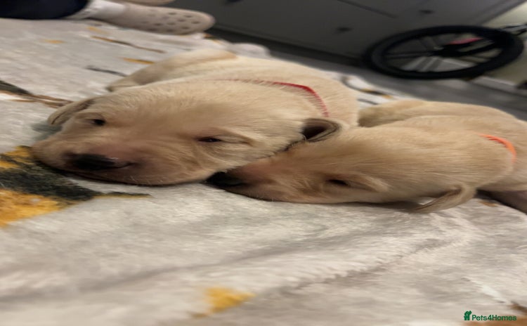 Labrador Retriever dogs - Advert 4