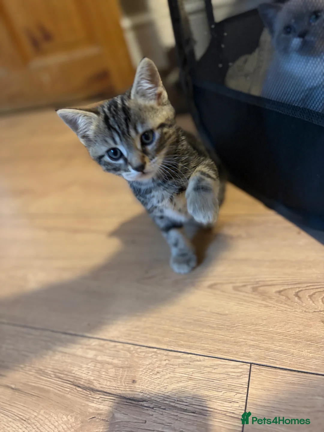 Mixed Breed cats for sale: Beautiful tabby male  - Advert 9