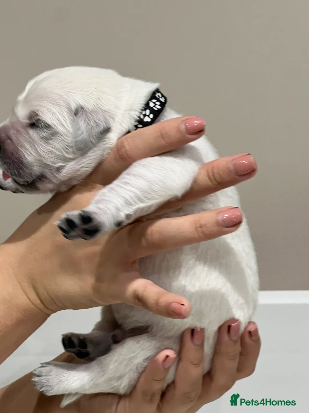 Golden Retriever dogs for sale: Exceptional Show Champion Litter   - Advert 29