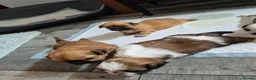 Shih Tzu dogs for sale: 4 Female Imperial ShihTzu Puppies for Sale - Advert 3