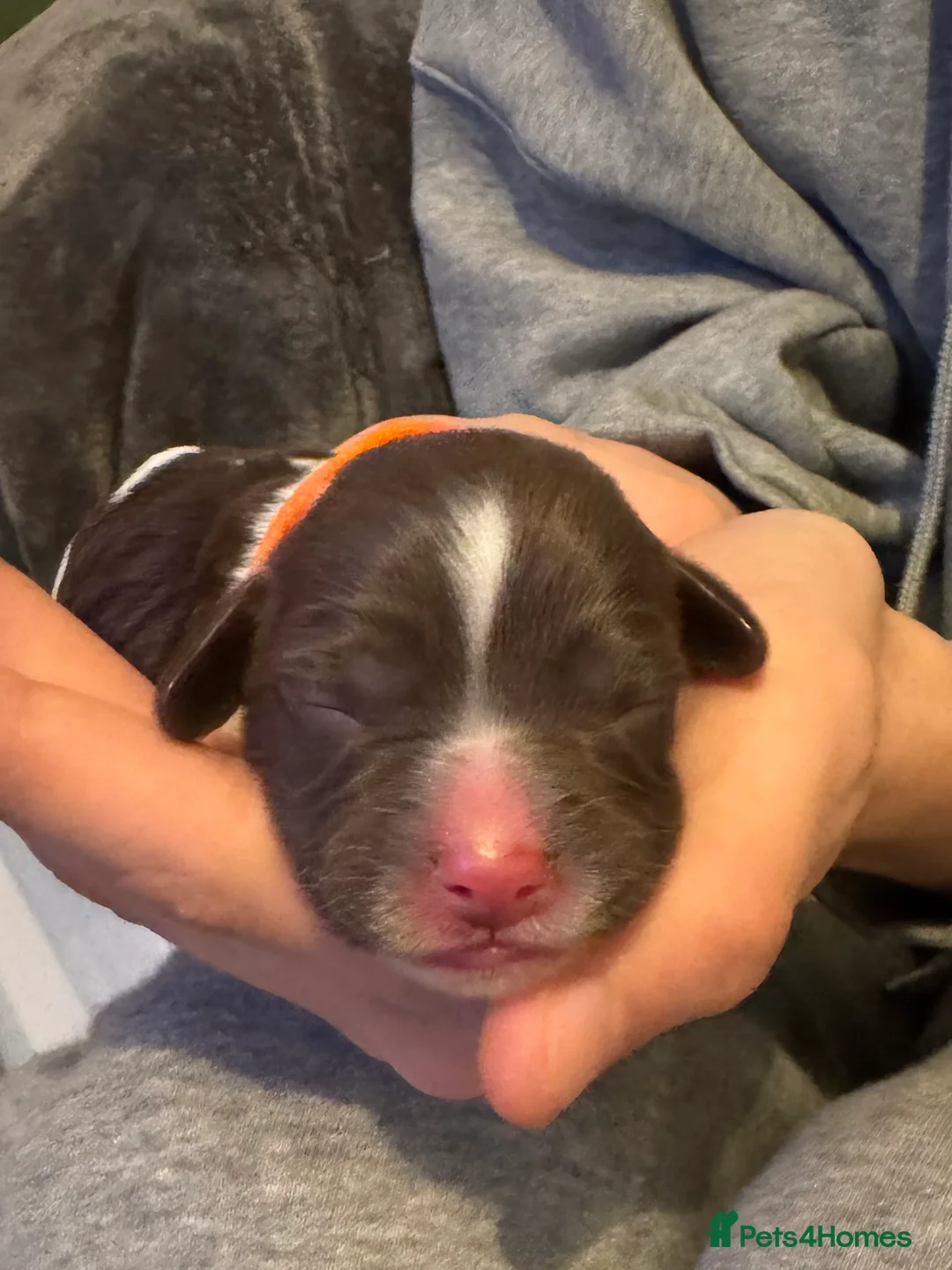 English Springer Spaniel dogs for sale: Adorable KC Registered Springer Spaniel Puppies - Advert 8