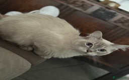 Ragdoll cats for sale: Stunning Seal Point Lynx Ragdoll For Sale. - Image 14