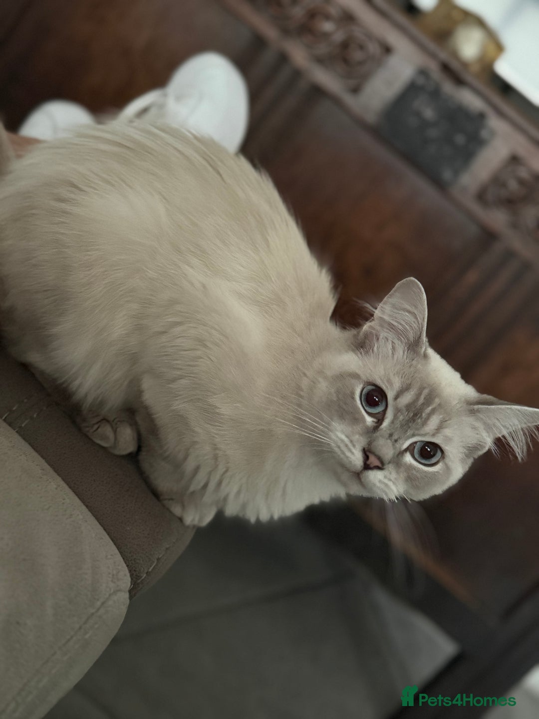 Ragdoll cats for sale: Stunning Seal Point Lynx Ragdoll For Sale. - Image 14