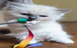 Ragdoll cats for sale: GCCF Gorgeous Adult and Kitten Available! - Image 5