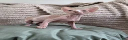 Sphynx cats for sale: GORGEOUS SPHYNX KITTENS  - Advert 4
