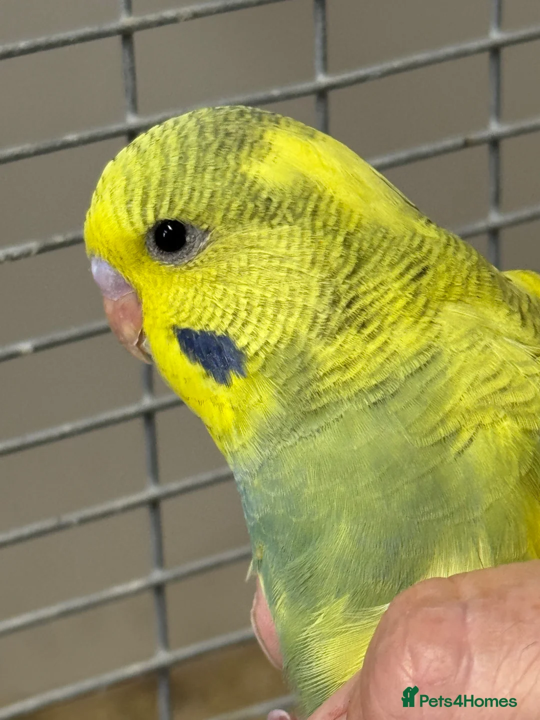 Budgerigars birds for sale: Young baby budgies, ready for new homes  - Advert 9