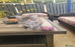 Maine Coon cats for sale: Mainecoon kitten - Image 7